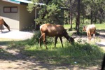 resIMG_20170714_155542_8663.JPG